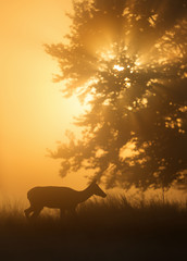 Silhouette of a Red deer hind at sunrise