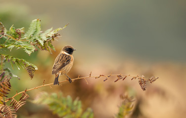 Obraz premium European stonechat perching on a fern branch