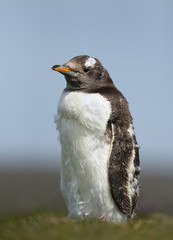 Fototapeta premium Close up of a molting Gentoo penguin chick