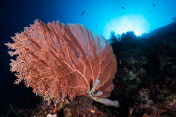 Gorgonian Sea Fan 