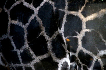 Dark giraffe skin Pattern texture with a band