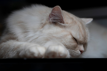 Cat. White Cat closeup over a dark background