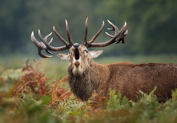 Red deer roaring during rutting season in autumn