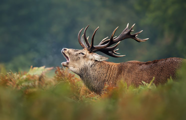 Red deer roaring during rutting season in autumn