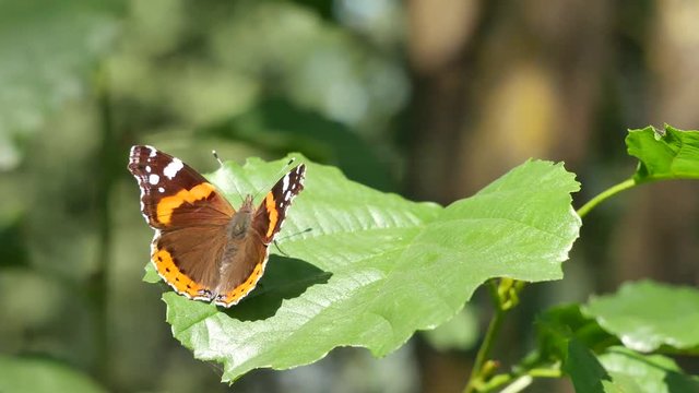  The butterfly sits on a leaf.