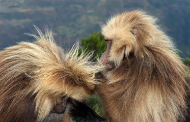 Gelada monkeys grooming in Simien mountains