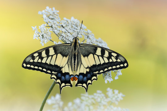 The wonderful Old World Swallowtail (Papilio machaon)