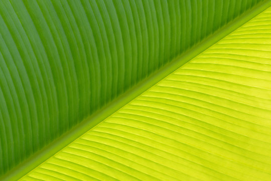 Dedicated to Pythagoras, banana leaf
