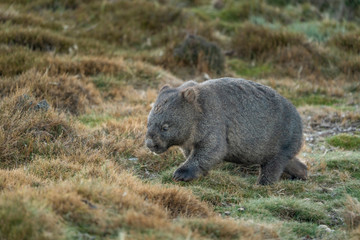 Wombat foraging in Cradle Mountain, Tasmania