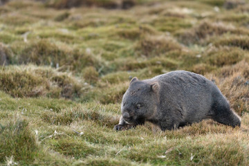 Wombat foraging in Cradle Mountain, Tasmania