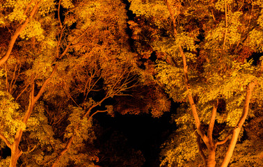 紅葉ライトアップ