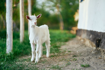 goat on green grass