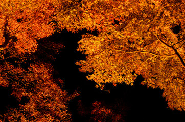 紅葉ライトアップ