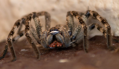 Rain Spider