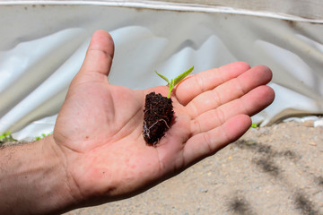 men´s hand with seedlings of paprika germinating, seedlings in germination trays