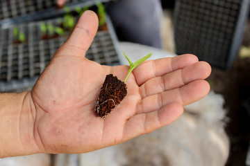 men&acute;s hand with seedlings of paprika germinating, seedlings in germination trays