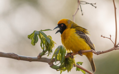 Singing Weaver