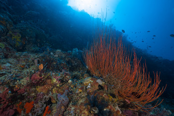 Fototapeta na wymiar Coral Wall 