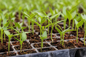 seedlings of paprika germinating, seedlings in germination trays