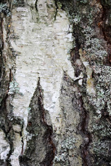Birch bark background