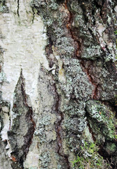 old Birch bark background