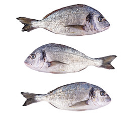 Raw fresh dorado fish isolated on white background. Gilt-head bream