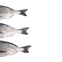 Raw tail of dorado fish isolated on white background. Gilt-head bream