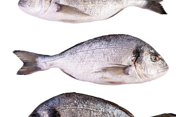 Raw fresh dorado fish isolated on white background. Gilt-head bream