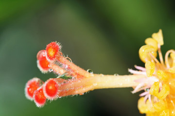 Hibiscus