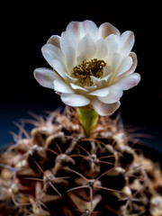 Gymnocalycium Cactus flower close-up white and light brown color delicate petal