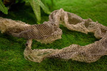 Python molt on a grass, focus selective