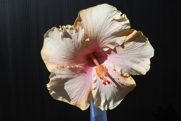 Hibiscus © Stephan von Mikusch