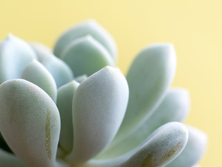 Succulent plant stonecrop, fresh leaves detail of Sedum clavatum