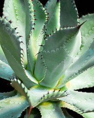 Succulent plant close-up, thorn and detail on leaves of Agave plant