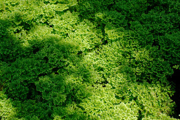 green leaf background