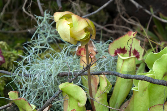 Sydney Australia, Sarracenia or pitcher plant with flower head 