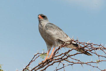 Autour chanteur,.Melierax canorus, Pale Chanting Goshawk