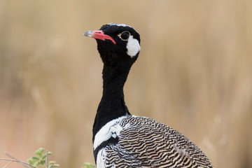 Outarde à miroir blanc,.Afrotis afraoides, Northern Black Korhaan, Afrique du Sud