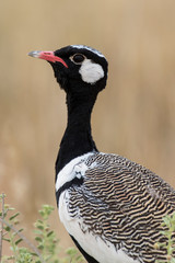 Outarde à miroir blanc,.Afrotis afraoides, Northern Black Korhaan, Afrique du Sud