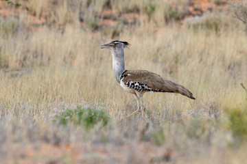Outarde kori, parades, Ardeotis kori, Kori Bustard, Afrique du Sud