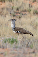 Outarde kori, parades, Ardeotis kori, Kori Bustard, Afrique du Sud