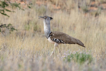 Outarde kori, parades, Ardeotis kori, Kori Bustard, Afrique du Sud
