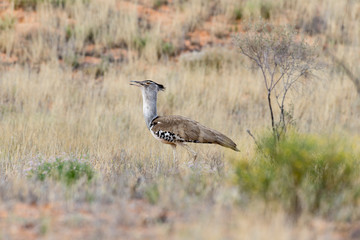 Outarde kori, parades, Ardeotis kori, Kori Bustard, Afrique du Sud