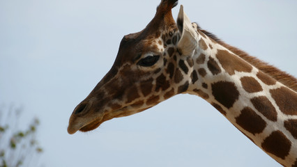 Giraffa. Mammifero artiodattilo africano © Franxuc