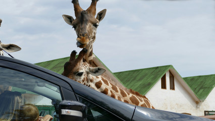 Giraffa. Mammifero artiodattilo africano © Franxuc