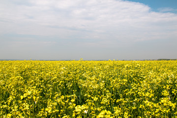 Blooming rapeseed field. Beautiful view of the blue sky