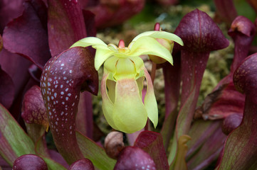 Sydney Australia, delicate yellow flower of a crimson pitcher plant