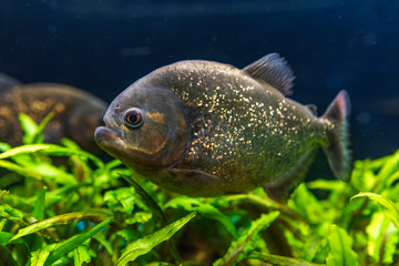 Red-bellied piranha, Pygocentrus altus, danger fish in the water. Floating predatory animal in river habitat, Amazon, Brazil.