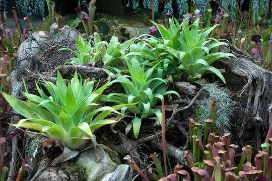 Sydney Australia, carnivorous bromeliad surrounded by trumpet pitcher plants