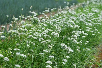 Chinese chive flowers / Chinese chive is a very nutritious green-yellow vegetable, with a lot of white flories in autumn to become beautiful hemispherical flowers .